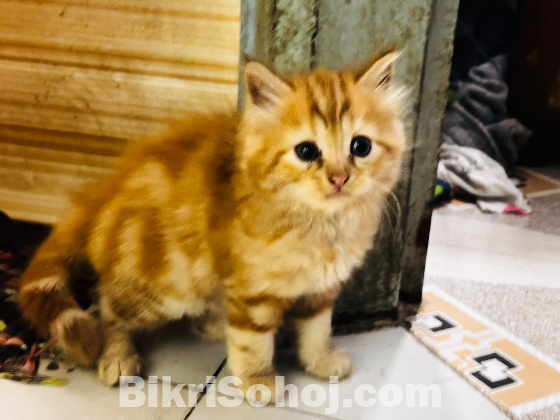 Persian cat